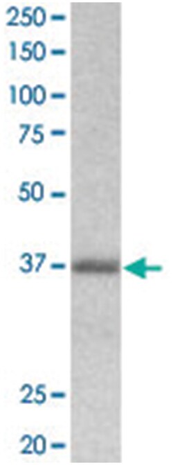 BGN, Goat, Polyclonal Antibody, Abnova 100 &mu;g | Buy Online | Abnova Corporation | Fisher Scientific
