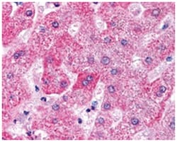 APOM, Goat, Polyclonal Antibody, Abnova 100 &mu;g | Buy Online | Abnova Corporation | Fisher Scientific
