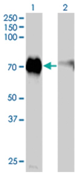 AIRE Goat anti-Human, Mouse, Polyclonal Antibody, Abnova 100&mu;g; Unlabeled:Antibodies,