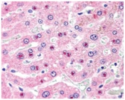 C14orf68 Goat anti-Human, Polyclonal Antibody, Abnova 100 &mu;g | Buy Online | Abnova Corporation | Fisher Scientific
