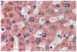 APOC1, Goat, Polyclonal Antibody, Abnova 100&mu;g; Unlabeled:Antibodies,