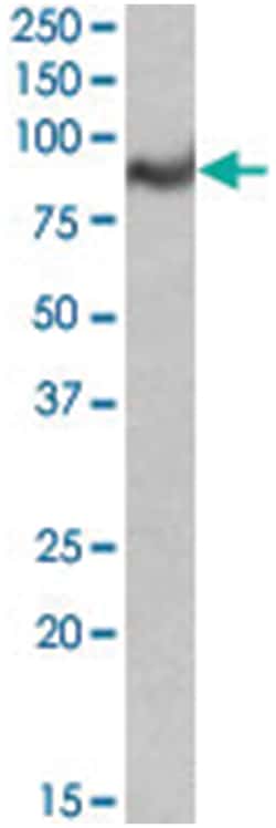 C18orf8, Goat, Polyclonal Antibody, Abnova 100&mu;g; Unlabeled:Antibodies,