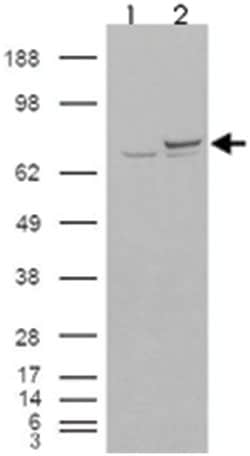 XRCC6, Goat, Polyclonal Antibody, Abnova 100 &mu;g | Buy Online | Abnova Corporation | Fisher Scientific