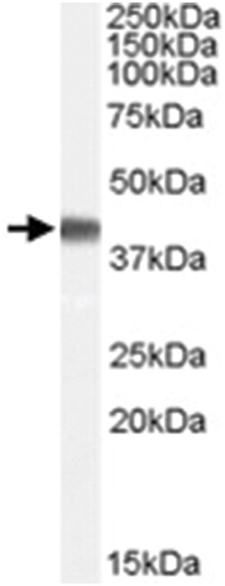 PPID, Goat, Polyclonal Antibody, Abnova 100 &mu;g | Buy Online | Abnova Corporation | Fisher Scientific