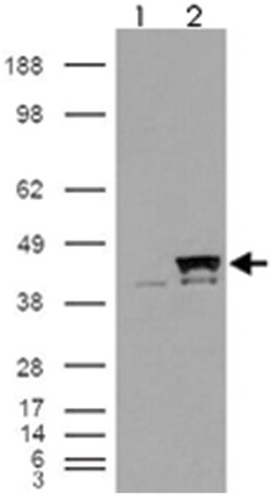 PPID, Goat, Polyclonal Antibody, Abnova 100 &mu;g | Buy Online | Abnova Corporation | Fisher Scientific