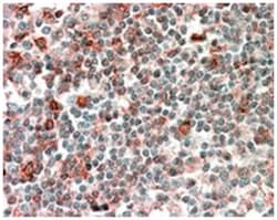NCF4, Goat, Polyclonal Antibody, Abnova 100 &mu;g | Buy Online | Abnova Corporation | Fisher Scientific