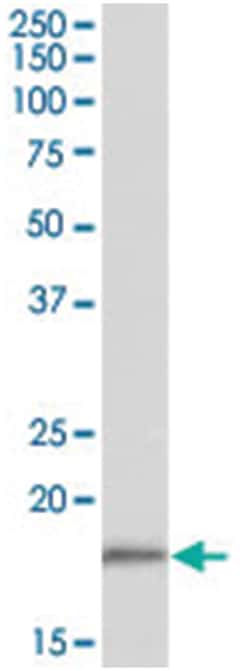 COX4I1/COX4I2 Goat anti-Human, Polyclonal Antibody, Abnova 100&mu;g; Unlabeled:Antibodies,