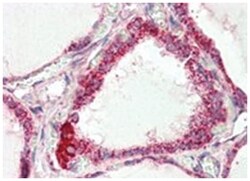 COX4I1/COX4I2 Goat anti-Human, Polyclonal Antibody, Abnova 100&mu;g; Unlabeled:Antibodies,