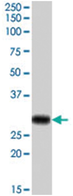 MPZ, Goat, Polyclonal Antibody, Abnova 100&mu;g; Unlabeled:Antibodies,