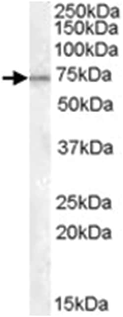 MEPCE Goat anti-Human, Rat, Polyclonal Antibody, Abnova 100 &mu;g | Buy Online | Abnova | Fisher Scientific
