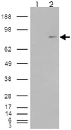 MEPCE Goat anti-Human, Rat, Polyclonal Antibody, Abnova 100 &mu;g | Buy Online | Abnova | Fisher Scientific