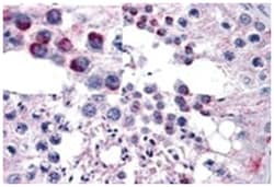 FZD9, Goat, Polyclonal Antibody, Abnova 100&mu;g; Unlabeled:Antibodies,