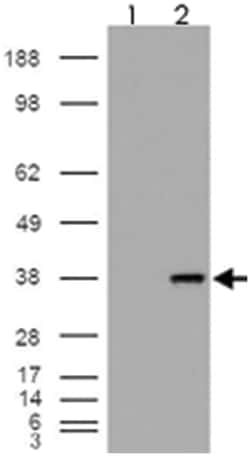 MGLL, Goat, Polyclonal Antibody, Abnova 100&mu;g; Unlabeled:Antibodies,