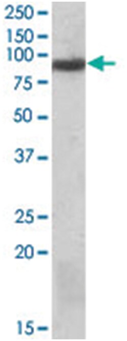 VPS35, Goat, Polyclonal Antibody, Abnova 100&mu;g; Unlabeled:Antibodies,