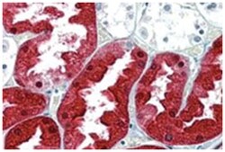 ASS1, Goat, Polyclonal Antibody, Abnova 100&mu;g; Unlabeled:Antibodies,