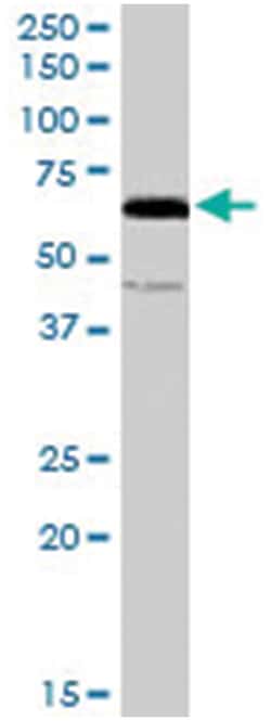 C14orf169, Goat, Polyclonal Antibody, Abnova 100&mu;g; Unlabeled:Antibodies,