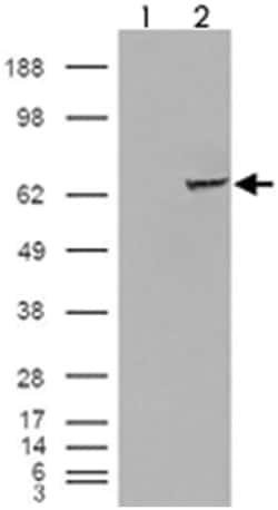 IGF2BP2, Goat, Polyclonal Antibody, Abnova 100&mu;g; Unlabeled:Antibodies,