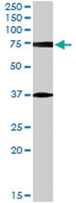 NRG3, Goat, Polyclonal Antibody, Abnova 100&mu;g; Unlabeled:Antibodies,