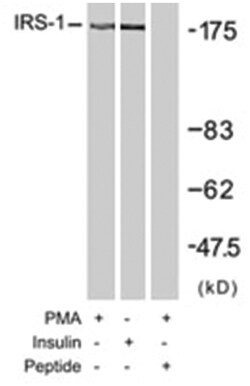 IRS1 Rabbit anti-Human, Mouse, Rat, Polyclonal Antibody, Abnova 100&mu;g;