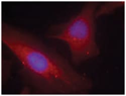 DOK2 Rabbit anti-Human, Polyclonal Antibody, Abnova 100&mu;g; Unlabeled:Antibodies,