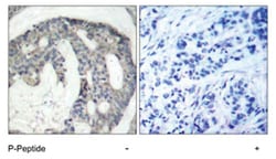 NOS3 (phospho S1177), Rabbit anti-Human, Mouse, Rat, Polyclonal Antibody, Abnova 100 &mu;L | Buy Online | Abnova | Fisher Scientific