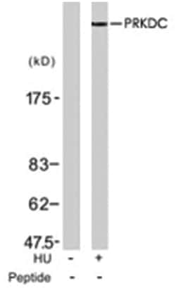 PRKDC (phospho T2609), Rabbit anti-Human, Polyclonal Antibody, Abnova 100&mu;g;
