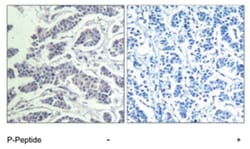 AKT1/AKT2/AKT3 (phospho Y315/Y316/Y312), Rabbit anti-Human, Mouse, Rat,