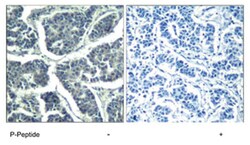 PLCG2 (phospho Y1217), Rabbit anti-Human, Mouse, Rat, Polyclonal Antibody,