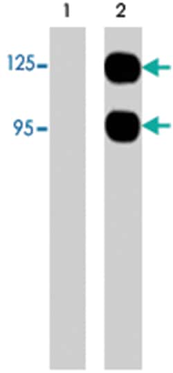 SEMA3A Rabbit anti-Human, Polyclonal Antibody, Abnova 100 &mu;L | Buy Online | Abnova | Fisher Scientific