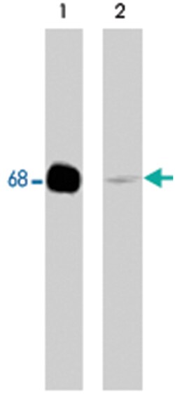 PXN Rabbit anti-Human, Mouse, Rat, Polyclonal Antibody, Abnova 100&mu;L;