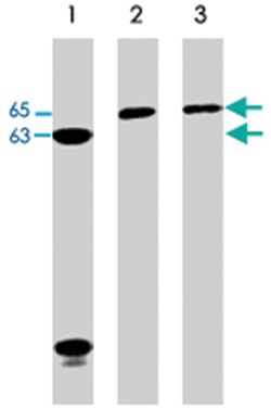 WASL Rabbit anti-Human, Mouse, Rat, Polyclonal Antibody, Abnova 100&mu;L;
