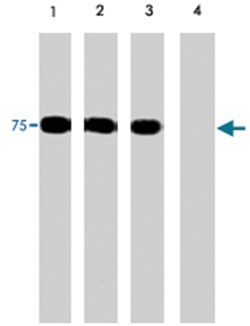 PAK6 Rabbit anti-Human, Polyclonal Antibody, Abnova 100&mu;L; Unlabeled:Antibodies,