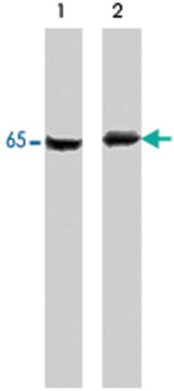PDPK1 Rabbit anti-Human, Mouse, Rat, Polyclonal Antibody, Abnova 100&mu;L;