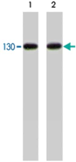 CDH2 Rabbit anti-Human, Mouse, Rat, Polyclonal Antibody, Abnova 100&mu;L;