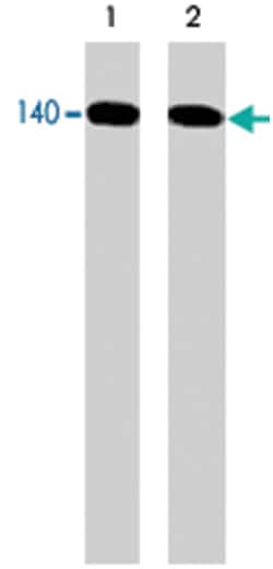 NOS3 Rabbit anti-Human, Mouse, Rat, Polyclonal Antibody, Abnova 100 &mu;L | Buy Online | Abnova Corporation | Fisher Scientific