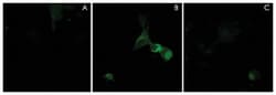 NRP1 Rabbit anti-Human, Mouse, Rat, Polyclonal Antibody, Abnova 100&mu;L;