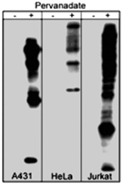 Phosphotyrosine Rabbit anti-Chicken, Human, Mouse, Rat, Polyclonal Antibody, Abnova 100 &mu;L | Buy Online | Abnova Corporation | Fisher Scientific