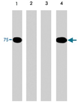 PAK6 (phospho S165), Rabbit anti-Human, Polyclonal Antibody, Abnova 100 &mu;L | Buy Online | Abnova | Fisher Scientific
