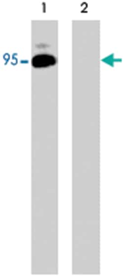 BRAF (phospho S446), Rabbit anti-Human, Mouse, Rat, Polyclonal Antibody,