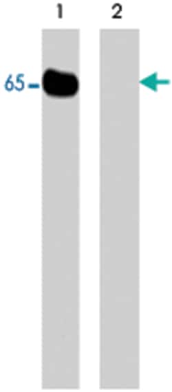 WASL (phospho S484/S485), Rabbit anti-Human, Mouse, Rat, Polyclonal Antibody, Abnova 100 &mu;L | Buy Online | Abnova Corporation | Fisher Scientific