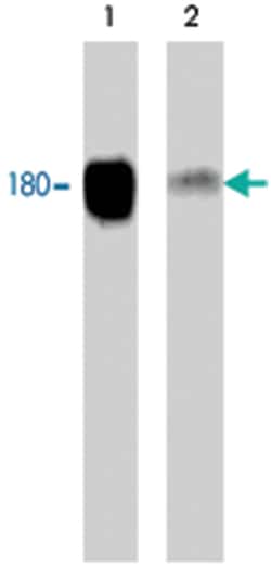 EGFR (phospho S967), Rabbit anti-Human, Mouse, Rat, Polyclonal Antibody,