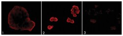 EGFR (phospho S967), Rabbit anti-Human, Mouse, Rat, Polyclonal Antibody,
