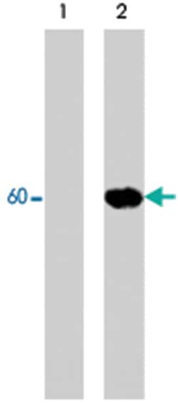 AKT1 (phospho T34), Rabbit, Polyclonal Antibody, Abnova 100&mu;L; Unlabeled:Antibodies,