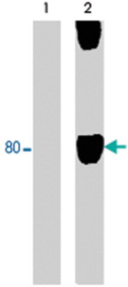 WASF1 (phospho Y125), Rabbit anti-Human, Mouse, Rat, Polyclonal Antibody,