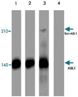 ABL1 (phospho Y245), Rabbit anti-Human, Mouse, Rat, Polyclonal Antibody, Abnova 100 &mu;L | Buy Online | Abnova | Fisher Scientific