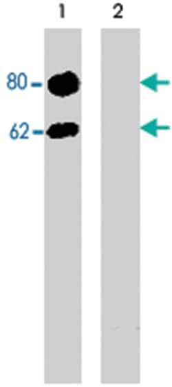 DOK1 (phospho Y362), Rabbit anti-Human, Mouse, Rat, Polyclonal Antibody, Abnova 100 &mu;L | Buy Online | Abnova | Fisher Scientific