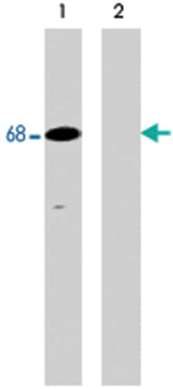 PTPN6 (phospho Y536), Rabbit anti-Human, Mouse, Rat, Polyclonal Antibody,