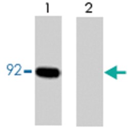 CTNNB1 (phospho Y86), Rabbit anti-Human, Mouse, Rat, Polyclonal Antibody,