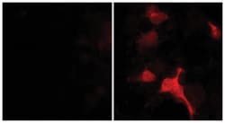 Aspergillus terrus Blasticidin S Deaminase, Rabbit, Polyclonal Antibody,