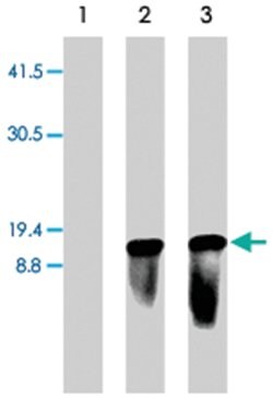 Aspergillus terrus Blasticidin S Deaminase, Rabbit, Polyclonal Antibody,